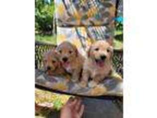 Golden Retriever Puppy for sale in Vancouver, WA, USA