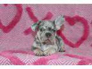 French Bulldog Puppy for sale in Etna Green, IN, USA