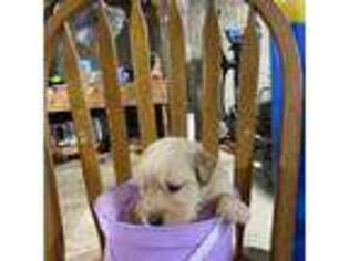 Golden Retriever Puppy for sale in Barre, MA, USA
