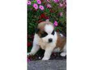 Saint Bernard Puppy for sale in Fresno, OH, USA