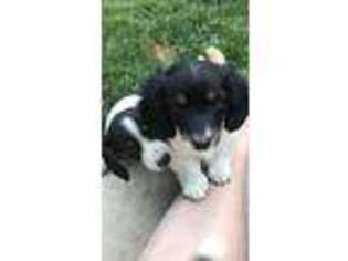 Mutt Puppy for sale in Clements, CA, USA