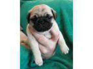 Pug Puppy for sale in Middletown, PA, USA
