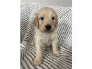 Goldendoodle Puppy for sale in Hysham, MT, USA