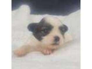 Mutt Puppy for sale in Prattville, AL, USA