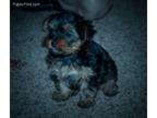 Yorkshire Terrier Puppy for sale in Canistota, SD, USA