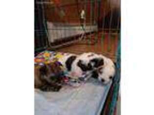 Mutt Puppy for sale in Roscoe, IL, USA