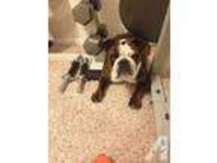 Bulldog Puppy for sale in AVON, IN, USA