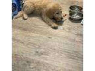 Labradoodle Puppy for sale in Round Rock, TX, USA