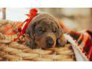 Doberman Pinscher Puppy for sale in Portales, NM, USA