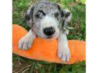 Great Dane Puppy for sale in Schertz, TX, USA