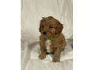 Cavapoo Puppy for sale in La Verne, CA, USA