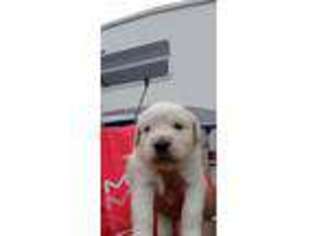 Golden Retriever Puppy for sale in Fremont, MI, USA