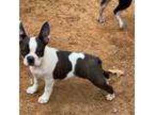 Boston Terrier Puppy for sale in Wellston, OK, USA
