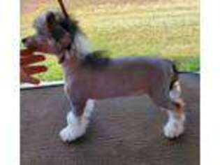 Chinese Crested Puppy for sale in Alvord, TX, USA