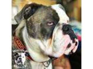 Olde English Bulldogge Puppy for sale in Vandalia, IL, USA