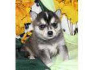 Alaskan Klee Kai Puppy for sale in Moffat, CO, USA