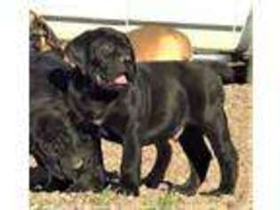 Boerboel Puppy for sale in Pecos, NM, USA
