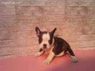 French Bulldog Puppy for sale in Waynesboro, TN, USA