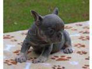 French Bulldog Puppy for sale in BOLTON, CT, USA