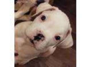 Boxer Puppy for sale in Arlington, WA, USA