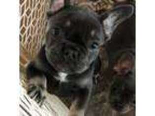French Bulldog Puppy for sale in Cape Girardeau, MO, USA