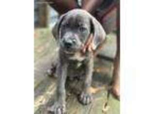 Cane Corso Puppy for sale in Snellville, GA, USA