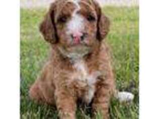 Goldendoodle Puppy for sale in De Pere, WI, USA