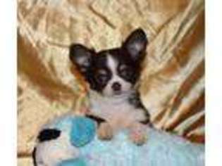 Chihuahua Puppy for sale in Goldsboro, NC, USA