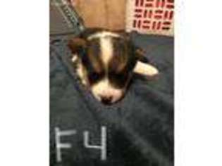 Pembroke Welsh Corgi Puppy for sale in Wilton, ND, USA