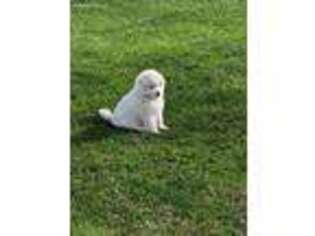 Samoyed Puppy for sale in Irving, NY, USA