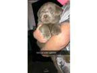 Labrador Retriever Puppy for sale in South Vienna, OH, USA