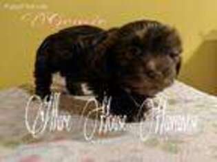 Havanese Puppy for sale in Jacksonville, NC, USA
