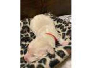 Great Pyrenees Puppy for sale in Canton, OH, USA