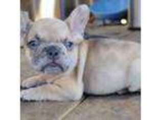 French Bulldog Puppy for sale in Hamilton, OH, USA