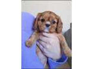 Cavalier King Charles Spaniel Puppy for sale in Yelm, WA, USA