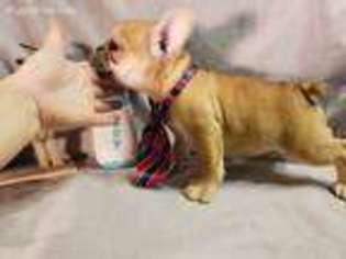 French Bulldog Puppy for sale in Lyons, GA, USA