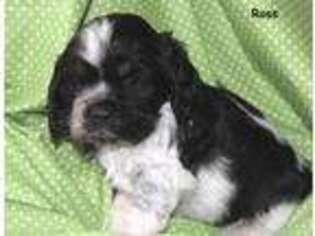 Cocker Spaniel Puppy for sale in Fowler, IN, USA