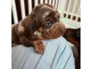 Dachshund Puppy for sale in Lone Rock, WI, USA