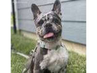 French Bulldog Puppy for sale in Angola, IN, USA