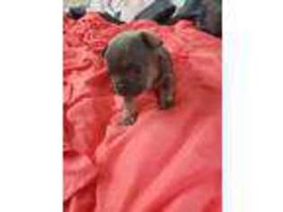 French Bulldog Puppy for sale in Dickinson, ND, USA