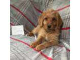 Labradoodle Puppy for sale in Peru, IN, USA