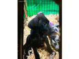 Great Dane Puppy for sale in Moscow, TN, USA