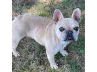 French Bulldog Puppy for sale in Cassville, MO, USA