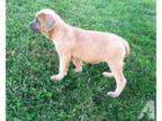 Cane Corso Puppy for sale in FINDLAY, OH, USA