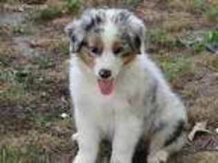 Australian Shepherd Puppy for sale in Jefferson, SC, USA