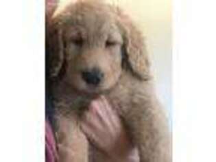 Goldendoodle Puppy for sale in Bringhurst, IN, USA
