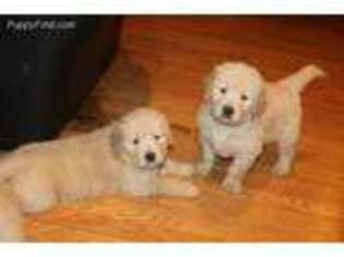 Golden Retriever Puppy for sale in Staples, MN, USA