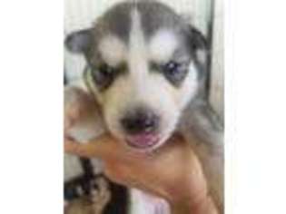 Siberian Husky Puppy for sale in Mascotte, FL, USA