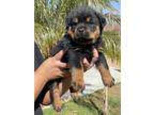 Rottweiler Puppy for sale in Moreno Valley, CA, USA