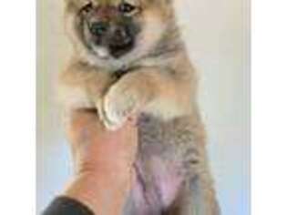 Shiba Inu Puppy for sale in Los Angeles, CA, USA